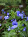 OTACANTHUS azureus. Brésil. Plantaginaceae. 0.5-0.7m